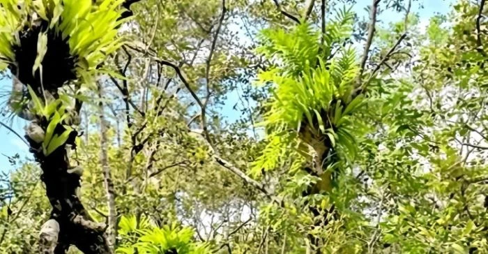 সুন্দরবনে নতুন বিপদ : টপ ডাইংয়ের পর এবার ‘পরগাছার’ থাবা, অস্তিত্ব সংকটে সুন্দরবনের প্রাণ সুন্দরী